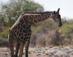 Giraffa camelopardalis angolensis