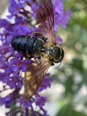 Megachile sculpturalis