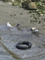 Columba livia domestica