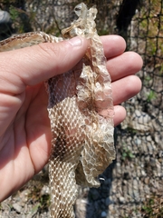 Coluber constrictor constrictor