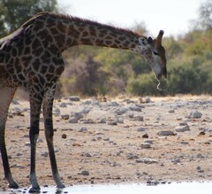 Giraffa camelopardalis angolensis