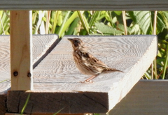 Passerculus sandwichensis