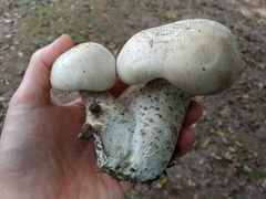 Macrocybe titans