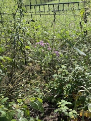 Symphyotrichum novae-angliae