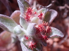 Helichrysum tinctum