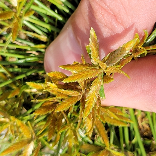 Image of Cyperus filicinus by (c) Matt Pelikan, some rights reserved (CC BY)