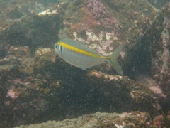 Selaroides leptolepis