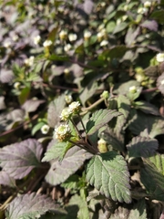 Lippia dulcis