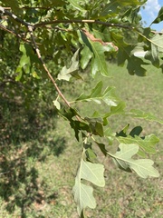 Quercus margaretiae