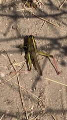 Schistocerca lineata