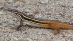 Psammodromus algirus