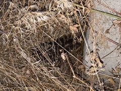 Crotalus oreganus oreganus