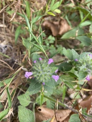 Clinopodium vulgare