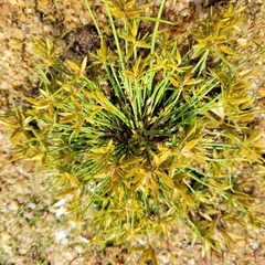 Cyperus filicinus