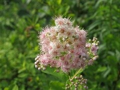 Spiraea alba latifolia