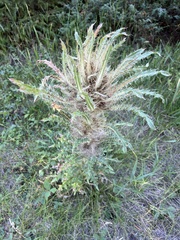 Cirsium scariosum