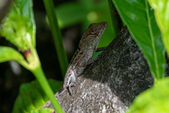 Anolis sagrei