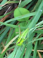 Euthystira brachyptera
