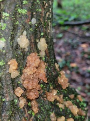 Myxarium nucleatum