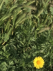 Hordeum
