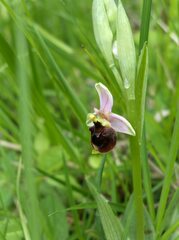 Ophrys fuciflora