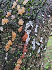 Myxarium nucleatum