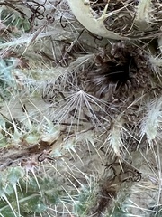 Cirsium scariosum