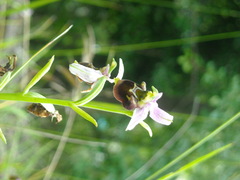 Ophrys fuciflora