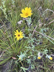 Heterotheca villosa