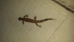 Heloderma horridum