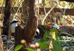 Garrulax leucolophus