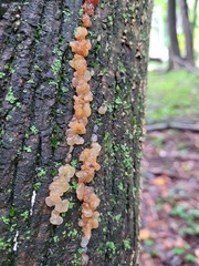 Myxarium nucleatum