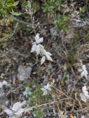 Anthyllis vulneraria boissieri