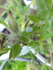 Cryptolaemus montrouzieri