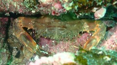 Charybdis hellerii