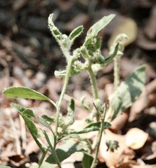 Ditaxis humilis