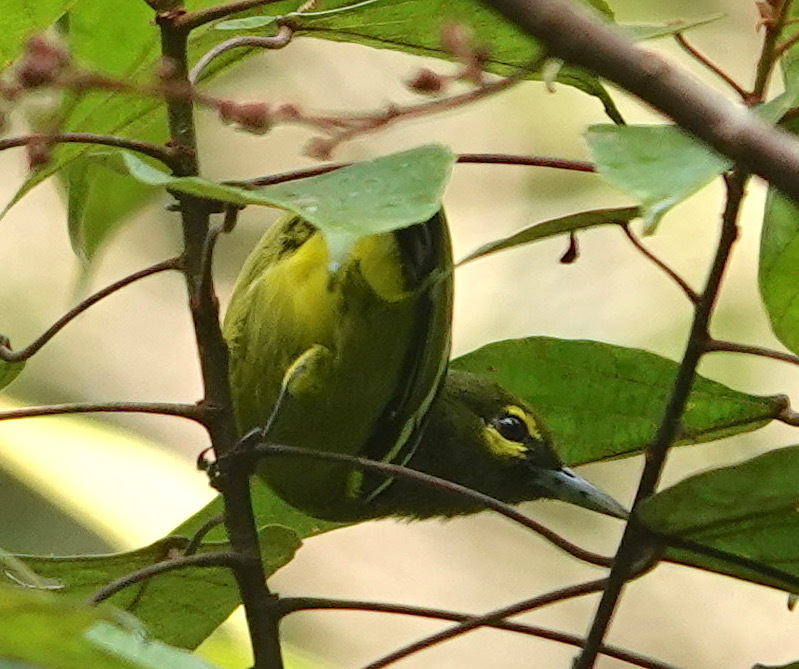 Green Iora
