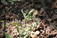 Ditaxis humilis
