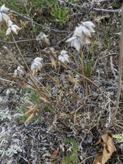 Anthyllis vulneraria boissieri