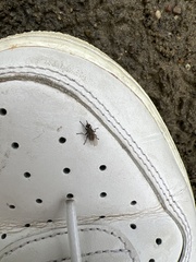 Muscoidea