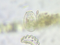 Argynnia dentistoma