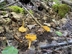 Craterellus ignicolor