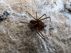 Loxosceles reclusa