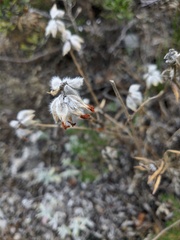 Anthyllis vulneraria boissieri