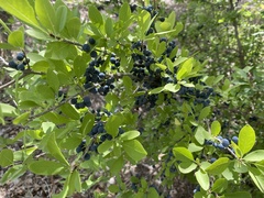 Forestiera pubescens