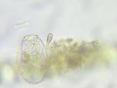 Argynnia dentistoma