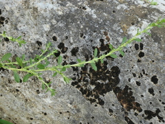 Amaranthus albus