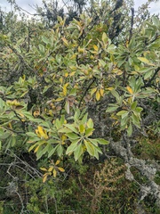 Pyrus elaeagrifolia