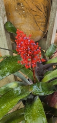 Aechmea fulgens