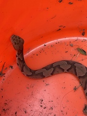 Agkistrodon contortrix